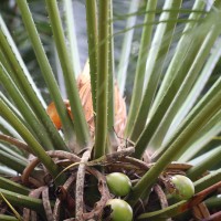 Cycas zeylanica (J.Schust.) A.Lindstr. & K.D.Hill